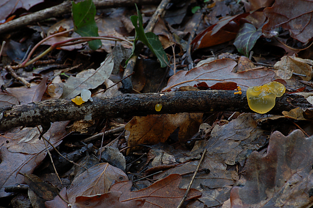 Un giretto tra le quercie